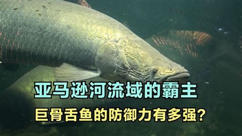 巨骨舌魚，亞馬遜河流域的頂級掠食者——巨骨舌魚