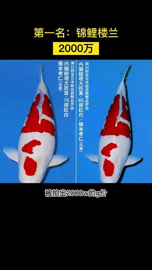還有哪些觀賞魚價(jià)格昂貴，世界上最昂貴的觀賞魚