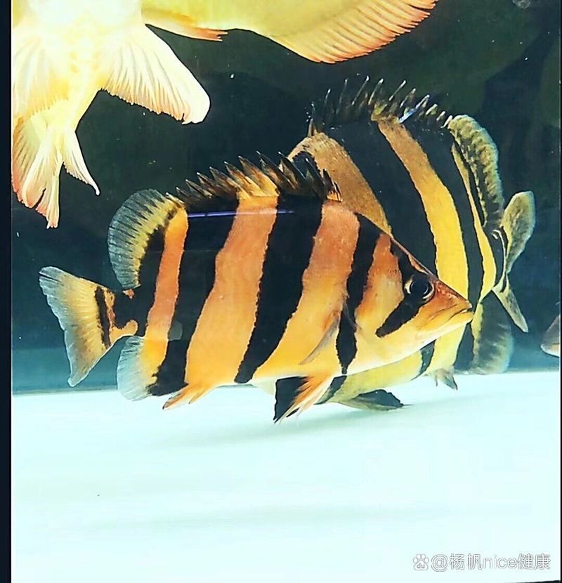 虎魚感染后如何治療，虎魚感染后如何治療,虎魚感染后的治療需根據(jù)具體病癥類型采取針對性措施