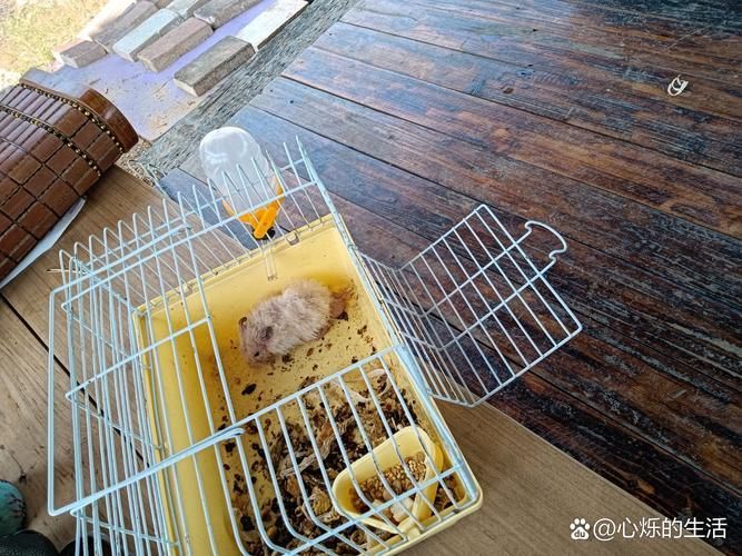 給我一份秘魯帝王鼠的飼養指南，秘魯帝王鼠的飼養指南
