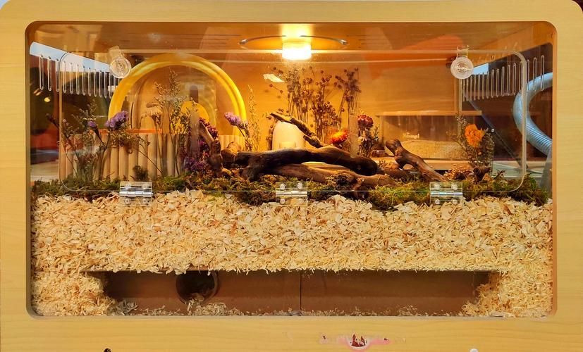 給我一份秘魯帝王鼠的飼養指南，秘魯帝王鼠的飼養指南