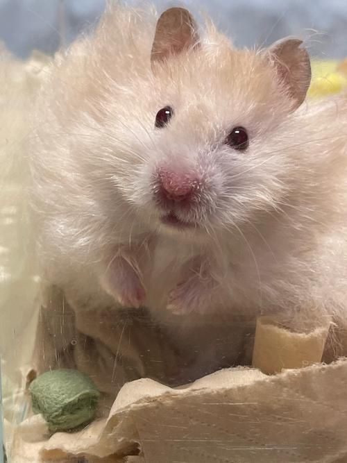 給我一份秘魯帝王鼠的飼養指南，秘魯帝王鼠的飼養指南