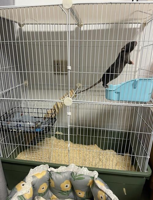給我一份秘魯帝王鼠的飼養指南，秘魯帝王鼠的飼養指南