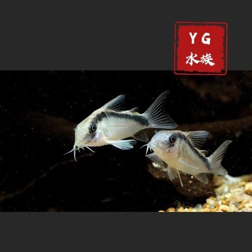 給我一份秘魯帝王鼠的飼養指南，秘魯帝王鼠的飼養指南
