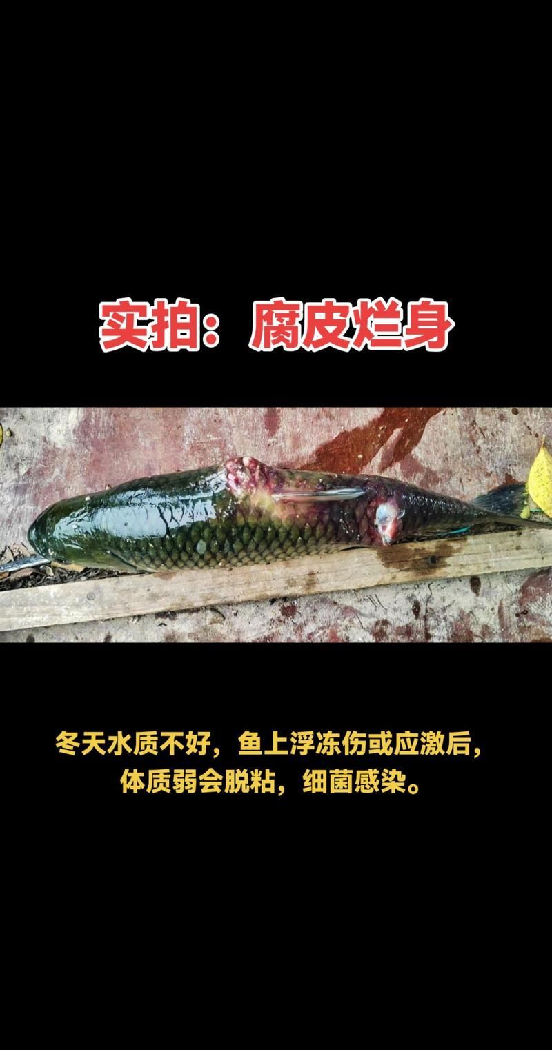 如何治療魚鱗腐爛,arxiv論文助手治療魚鱗腐爛(arxiv論文助手)