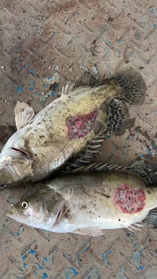 如何治療魚鱗腐爛,arxiv論文助手治療魚鱗腐爛(arxiv論文助手)