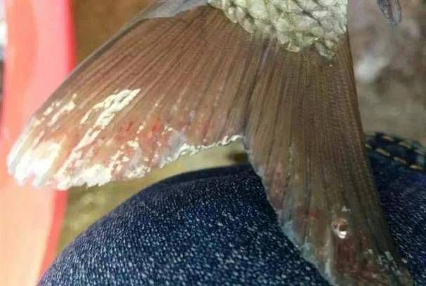 如何區(qū)分龍魚的水泡病和氣泡病？