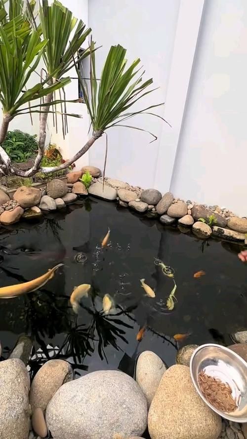 這些合作社和農場是否提供龍魚養殖服務，關于龍魚養殖服務問題
