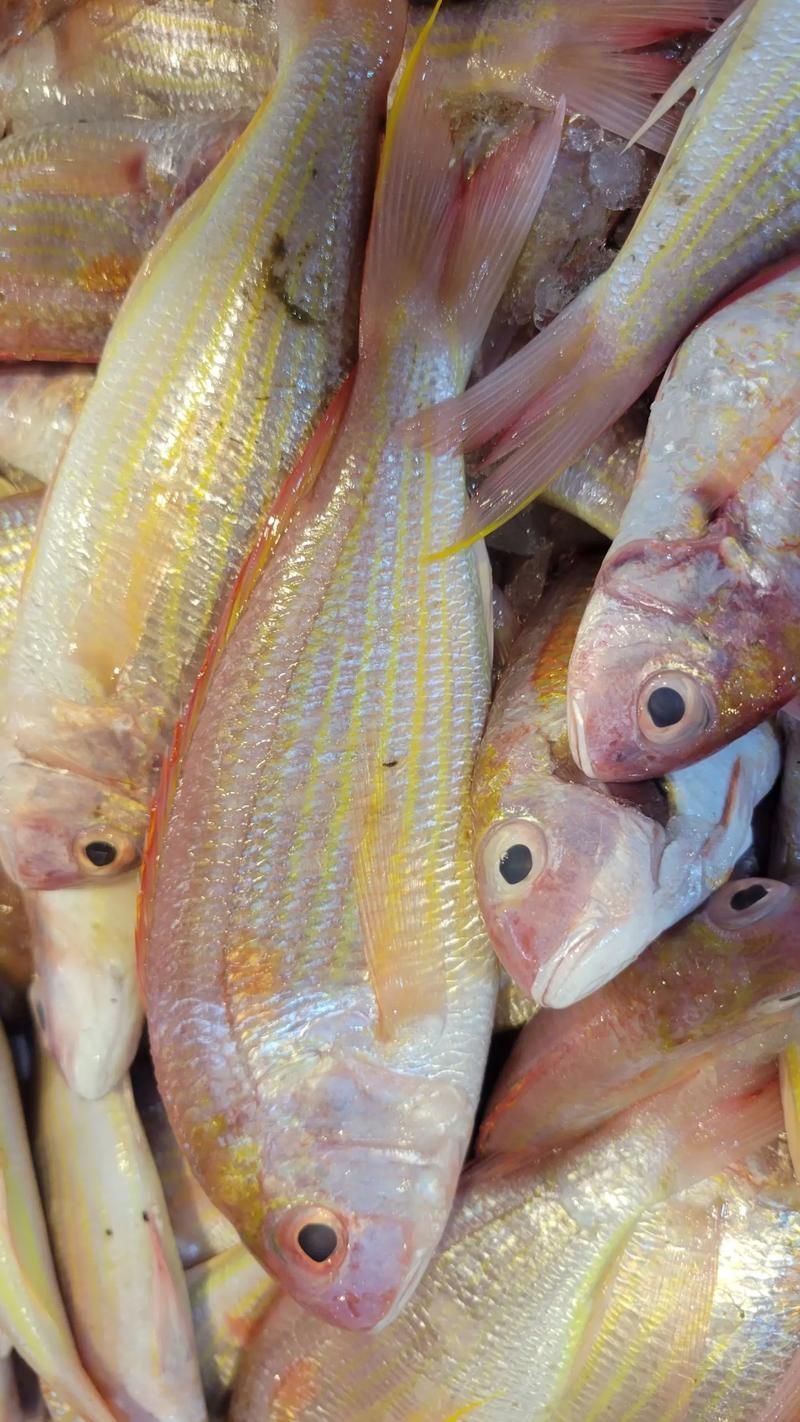如何辨別金三間魚的品質？，如何辨別“金三間魚”