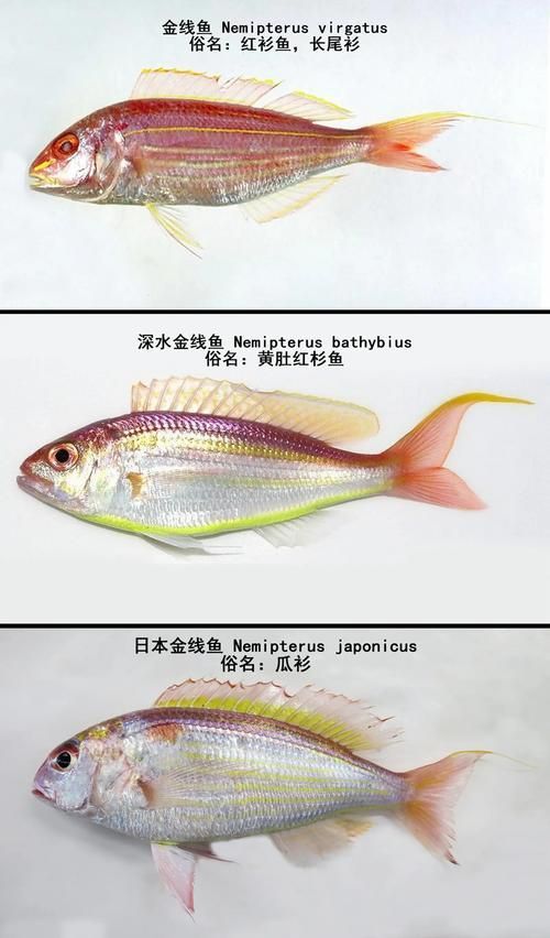 如何辨別金三間魚的品質？，如何辨別“金三間魚”
