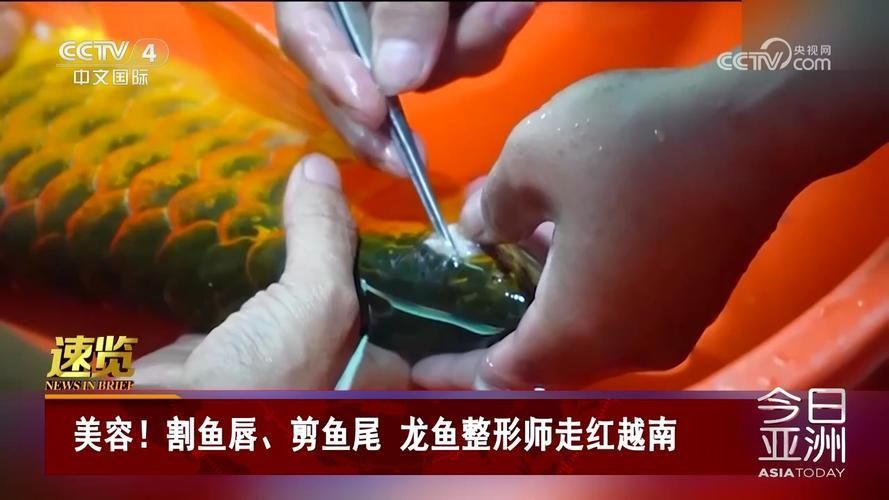 如何回看CCTV12的龍魚節(jié)目？