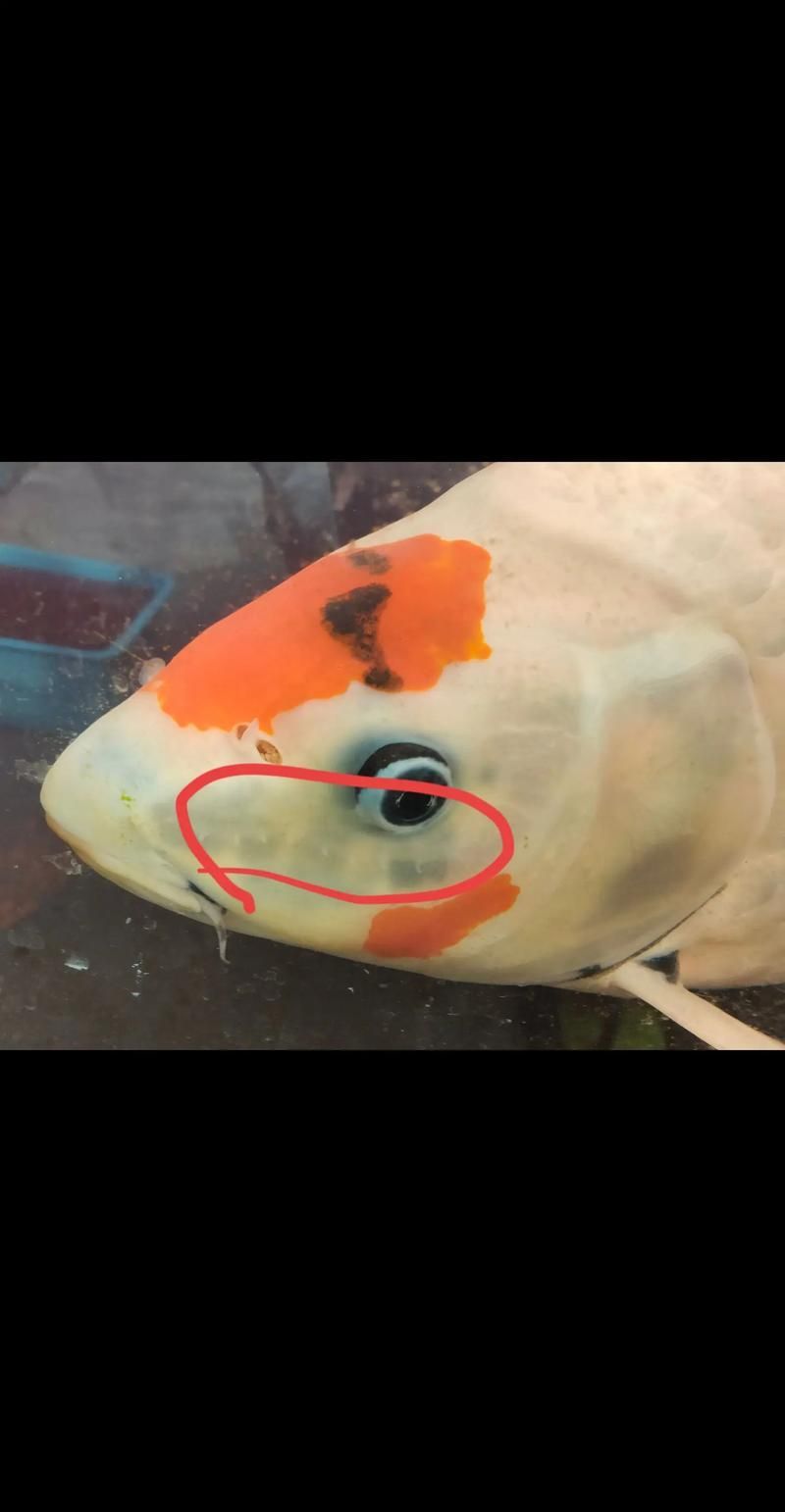 金龍魚常見(jiàn)疾病及防治，關(guān)于金龍魚常見(jiàn)疾病及防治
