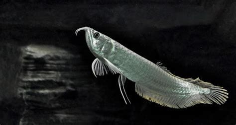 給我推薦一些胡須特征明顯的龍魚品種，胡須特征明顯的幾種龍魚品種推薦