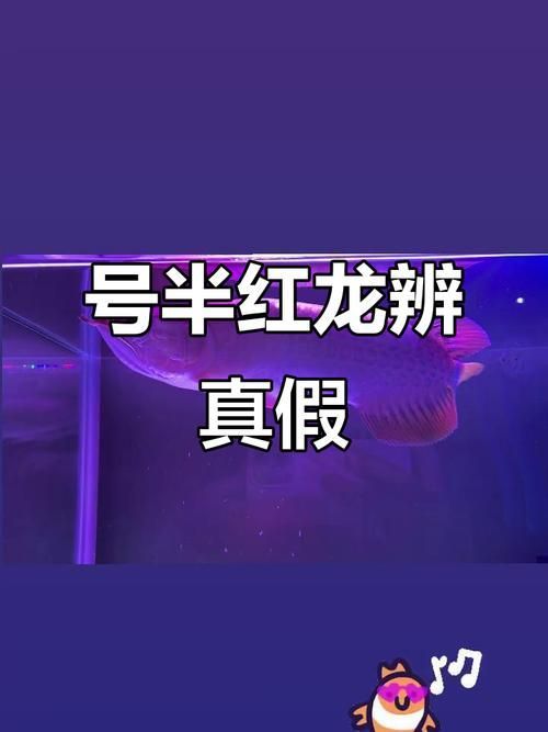 如何辨別麻章龍魚的真假？，如何辨別麻章龍魚的真偽？