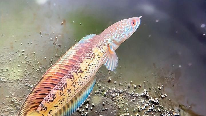 有哪些食物可以輔助龍魚發色？，哪些食物可以幫助龍魚發色？