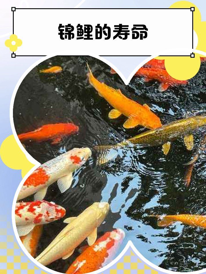 錦鯉和龍魚哪個壽命更長，錦鯉和龍魚哪個壽命更長，