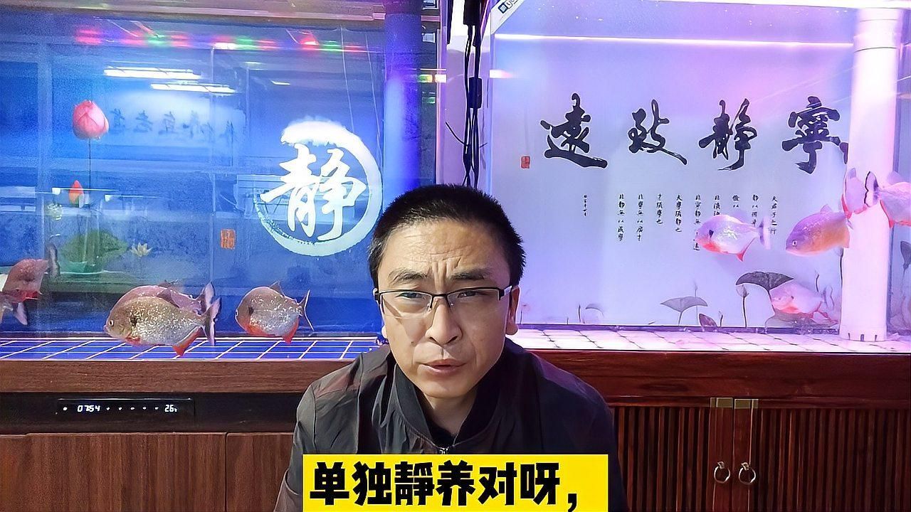 魚身上充血后如何護(hù)理，如何判斷魚身上充血的原因