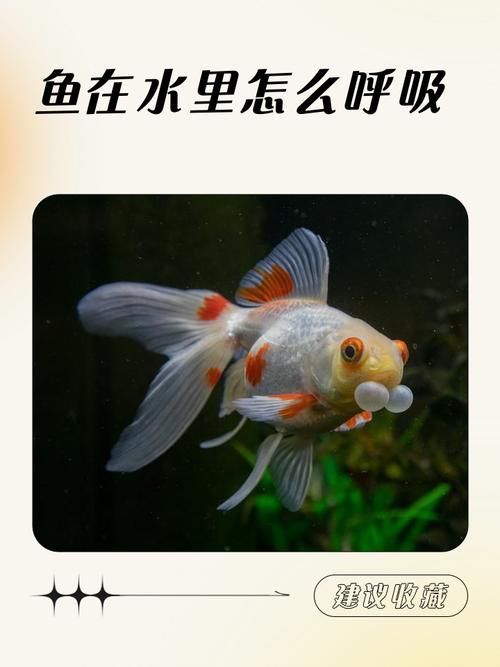 魚缸缺氧時如何急救，魚缸缺氧急救詳解