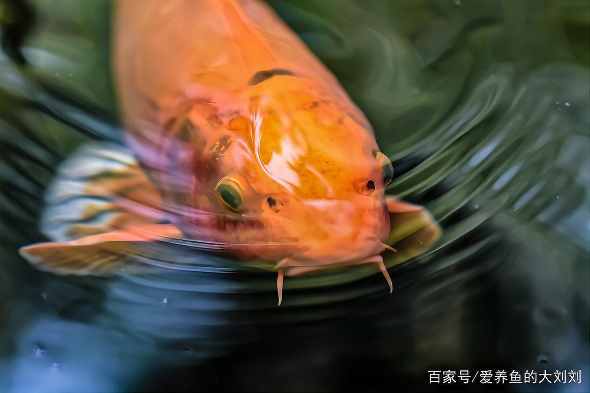 魚缸缺氧時如何急救，魚缸缺氧急救詳解