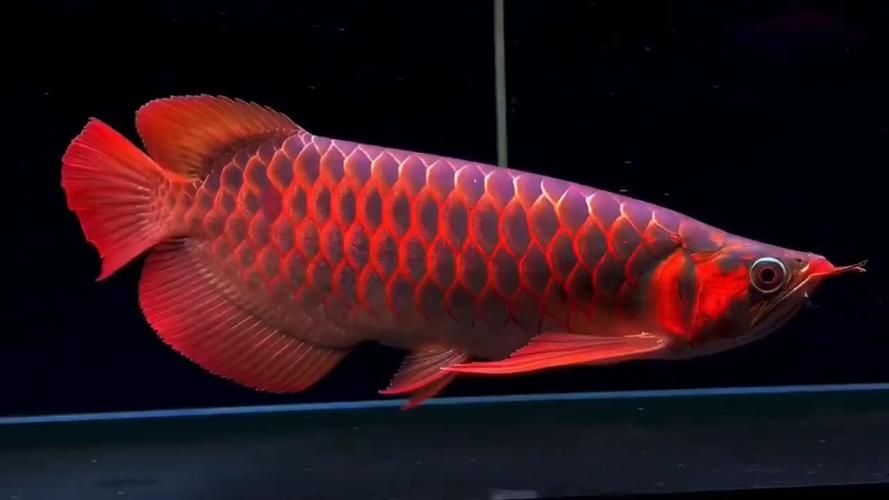 能否提供紅龍與藍龍的詳細圖片，《魔獸世界》中的紅龍與藍龍有什么區別？