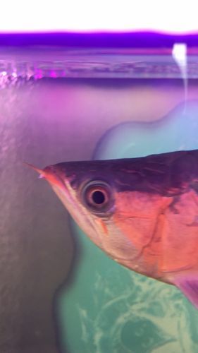 如何判斷龍魚須子是否斷掉？，如何判斷龍魚須子是否斷掉