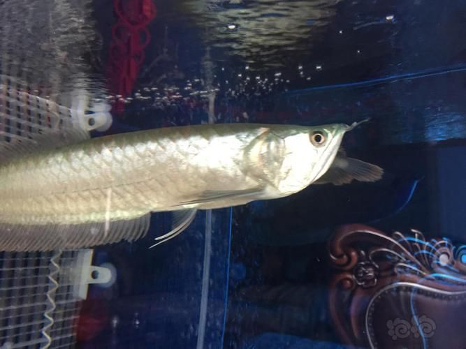 如何判斷龍魚須子是否斷掉？，如何判斷龍魚須子是否斷掉