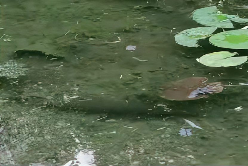 虎斑恐龍魚(yú)放生會(huì)有什么后果，虎斑恐龍魚(yú)放生的法律后果