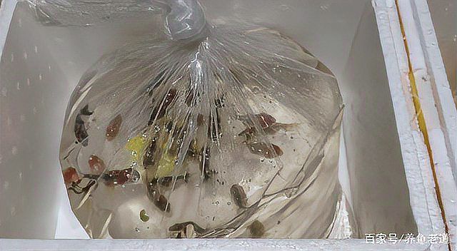 虎斑恐龍魚(yú)放生會(huì)有什么后果，虎斑恐龍魚(yú)放生的法律后果