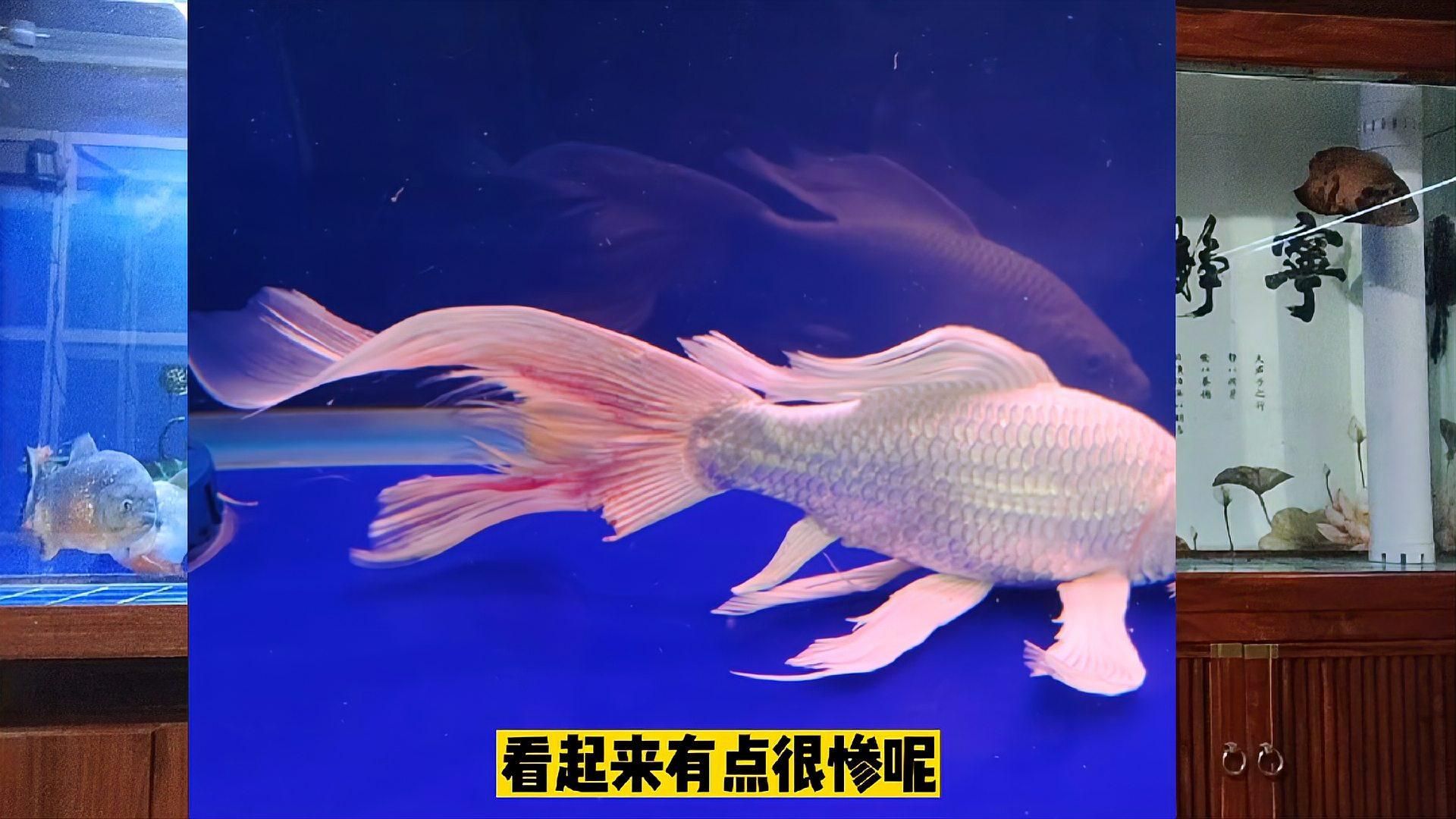 如何判斷蝴蝶鯉的健康狀況？，怎樣判斷蝴蝶鯉的健康狀況？