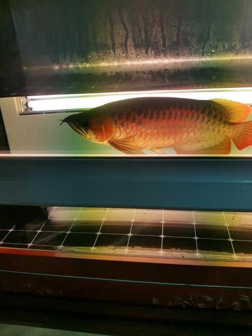 給我一些辨別京唐港龍魚真?zhèn)蔚膱D片，京唐港龍魚真?zhèn)伪鎰e圖片辨別京唐港龍魚真?zhèn)螆D片