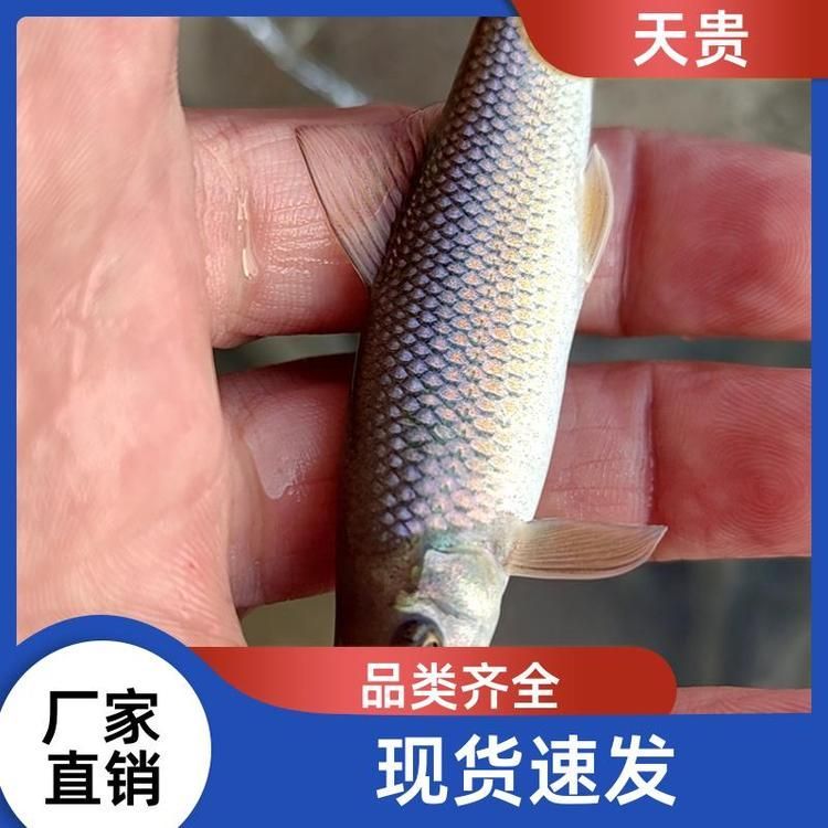 銀龍魚、青龍魚和星點(diǎn)龍魚哪個最好養(yǎng)？，銀龍魚,青龍魚和星點(diǎn)龍魚哪個最好養(yǎng)?