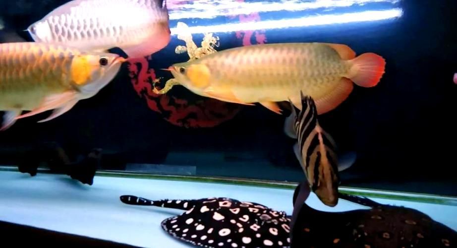 推薦一些更高端的金龍魚配魚，金龍魚與金龍魚的觀賞價值，金龍魚的觀賞價值推薦