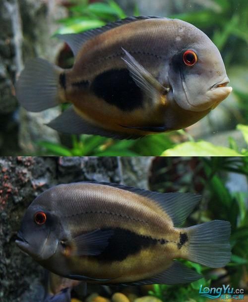 推薦一些更高端的金龍魚配魚，金龍魚與金龍魚的觀賞價值，金龍魚的觀賞價值推薦