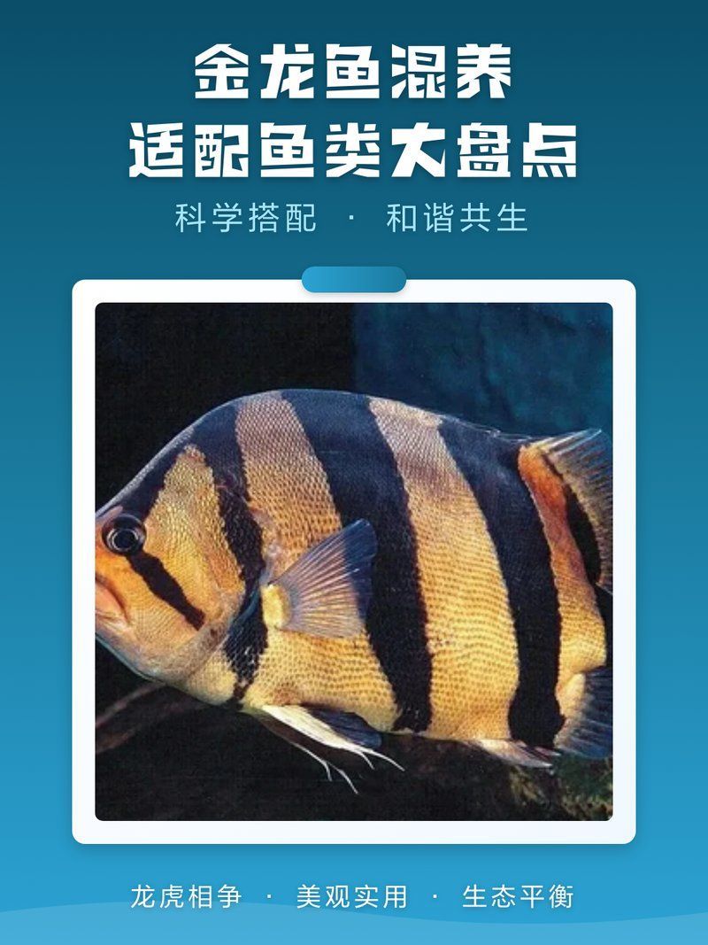 推薦一些更高端的金龍魚配魚，金龍魚與金龍魚的觀賞價值，金龍魚的觀賞價值推薦