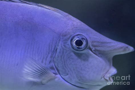 銀龍魚眼睛有白膜如何治療？，銀龍魚眼睛出現白膜如何治療？