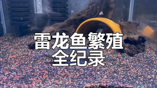 龍魚繁殖時有哪些行為表現(xiàn)？，龍魚繁殖時有哪些行為表現(xiàn)，龍魚繁殖技術(shù)有哪些優(yōu)勢