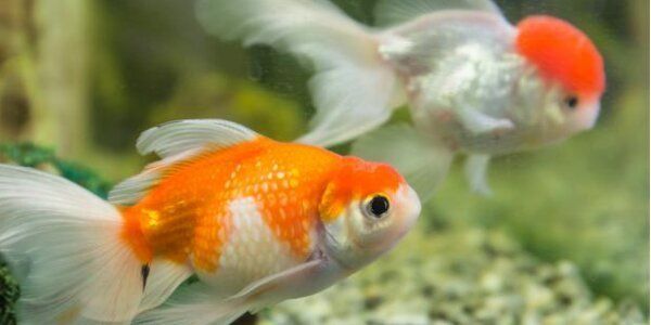金魚浮頭后如何恢復(fù)，金魚為什么總是浮在水面上睿暄白逸