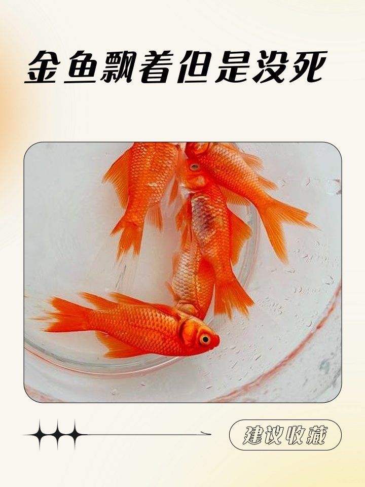 金魚浮頭后如何恢復(fù)，金魚為什么總是浮在水面上睿暄白逸