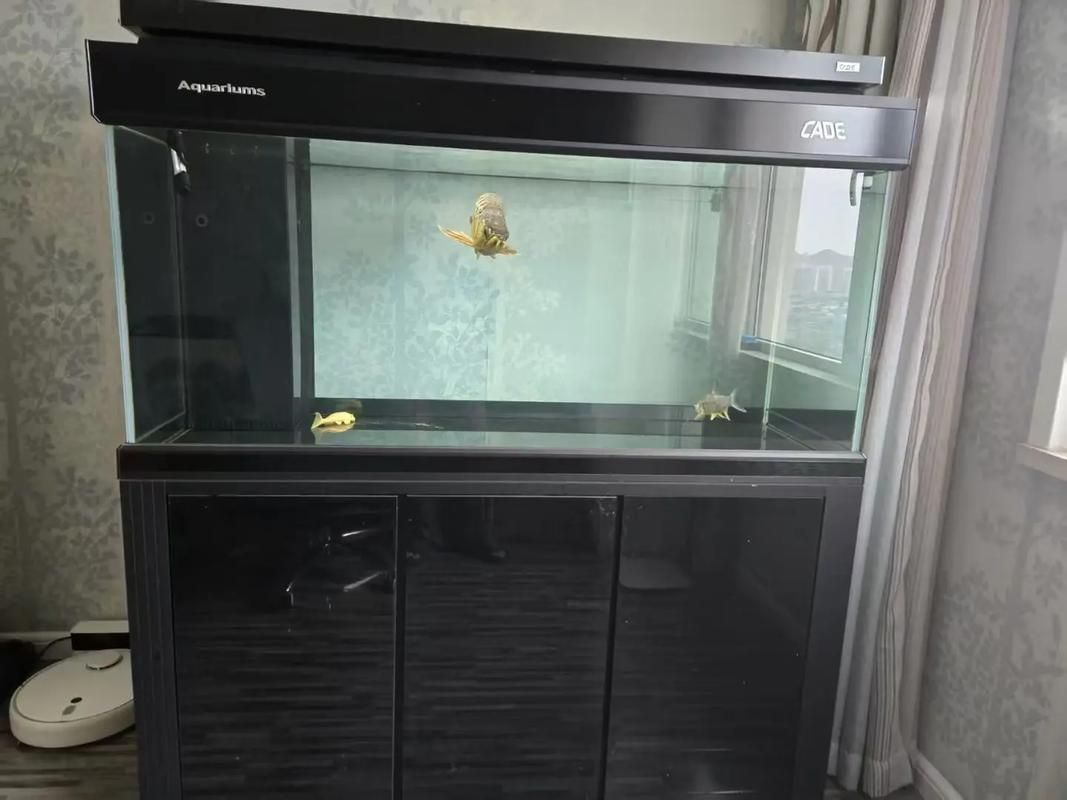 彩鰈魚缸的價格范圍是多少？，彩鰈魚缸價格范圍是多少