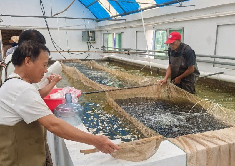 如何優化祥龍魚場的養殖效率？，如何優化祥龍魚場全的養殖效率