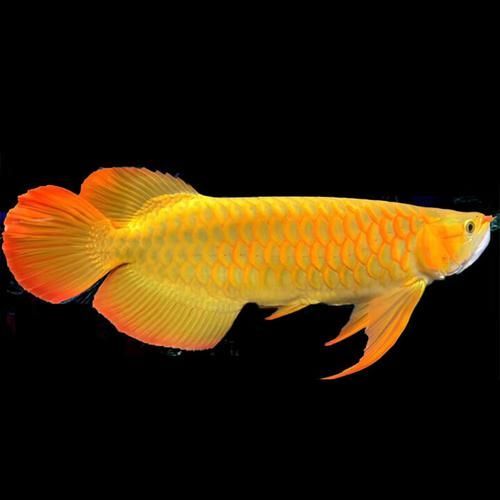 有哪些常見的藍底金頭過背金龍魚品相問題，藍底金頭過背金龍魚品相問題