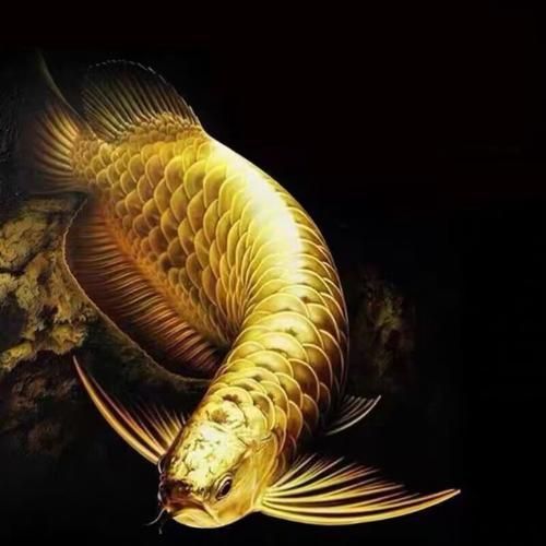 有哪些常見的藍底金頭過背金龍魚品相問題，藍底金頭過背金龍魚品相問題
