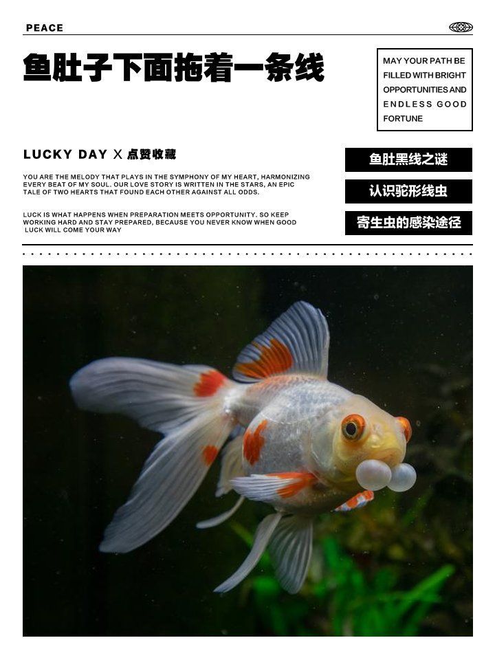 如何判斷魚是否感染了線蟲，七秒舞研-上戲線蟲感染后如何殺滅線蟲