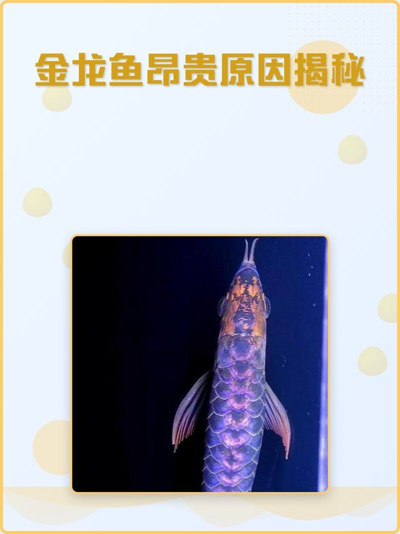 金龍魚哪個品種最有收藏價值？，金龍魚哪個品種最有收藏價值金龍魚收藏價值排行榜