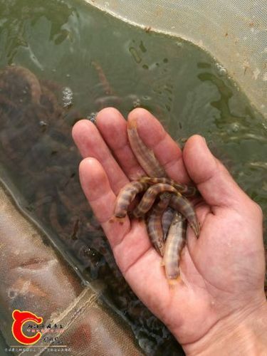 龍鰍魚簡介,權威科學圖庫中的龍鰍魚(sinipercachuatsicachuatsi)