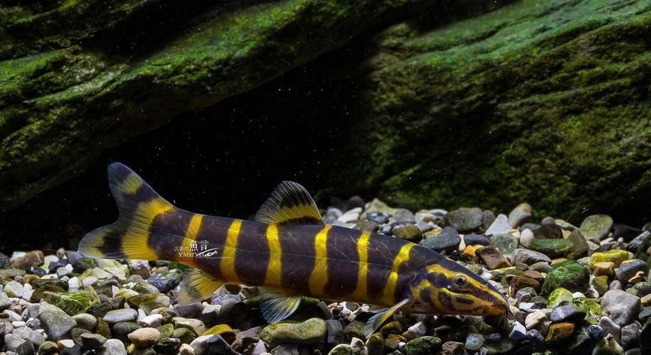龍鰍魚簡介,權威科學圖庫中的龍鰍魚(sinipercachuatsicachuatsi)