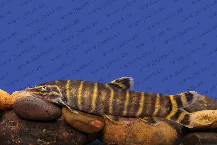 龍鰍魚簡介,權威科學圖庫中的龍鰍魚(sinipercachuatsicachuatsi)