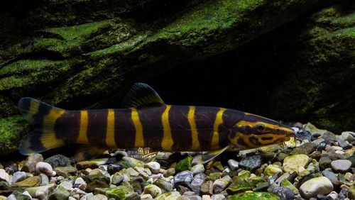 龍鰍魚簡介,權威科學圖庫中的龍鰍魚(sinipercachuatsicachuatsi)