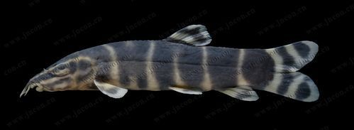 龍鰍魚簡介,權威科學圖庫中的龍鰍魚(sinipercachuatsicachuatsi)