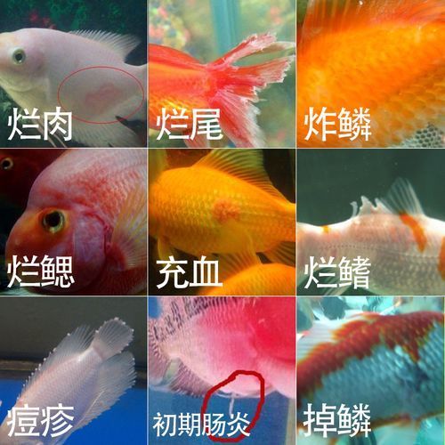 魚缸消炎藥多久見效，關于魚缸消炎藥的一些問題